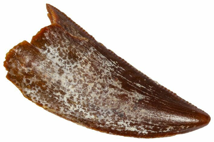Serrated Raptor Tooth - Real Dinosaur Tooth #361001